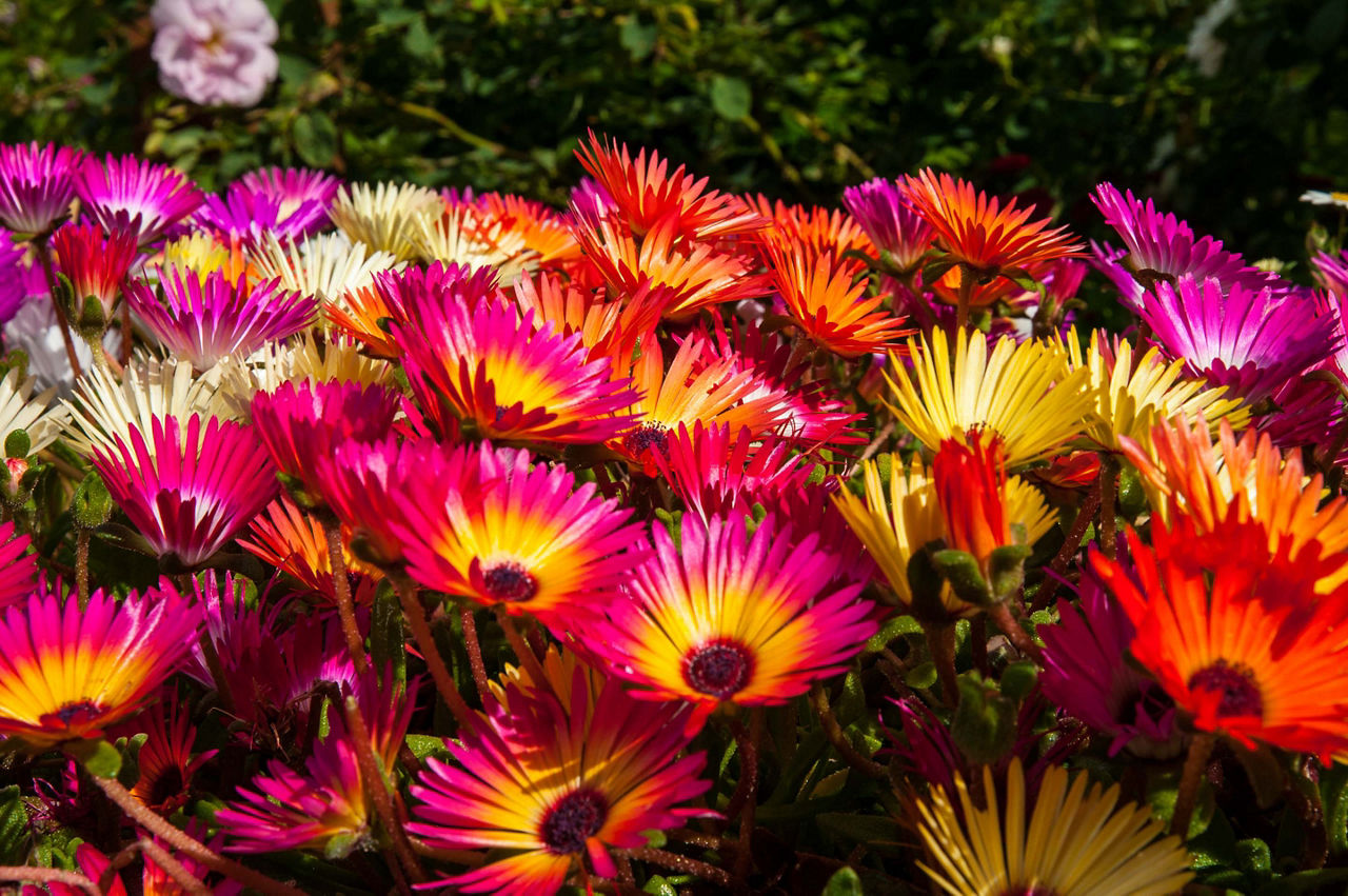 Iceland, Akureyri Botanical Garden 